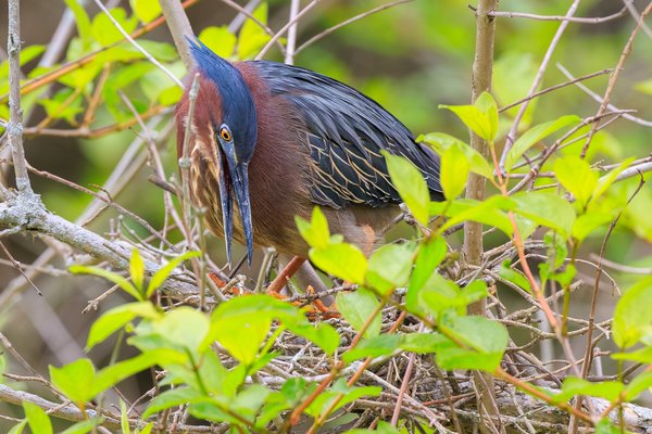 Green Heron