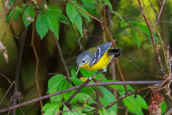 Magnolia Warbler
