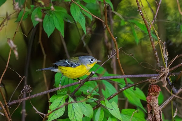 Magnolia Warbler