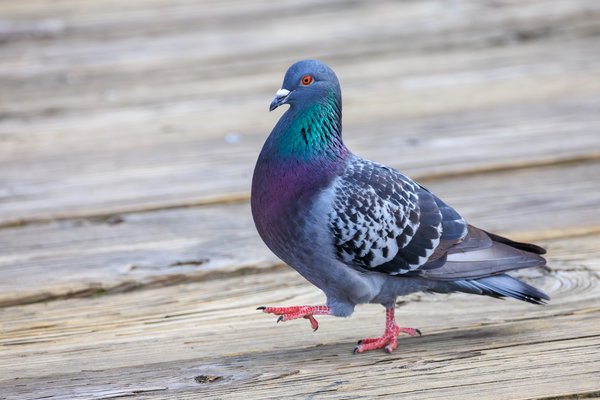 Rock Pigeon