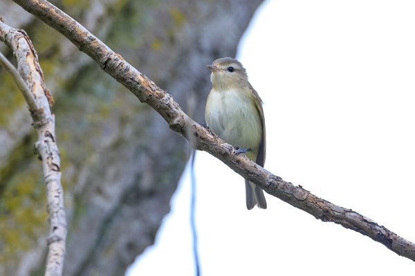 Eastern Warbling Vireo