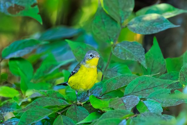 Magnolia Warbler