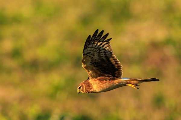 Northern Harrier