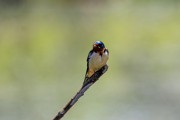 Barn Swallow
