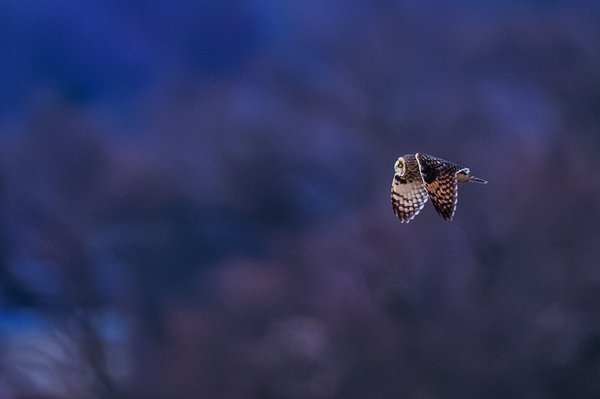Short-eared Owl