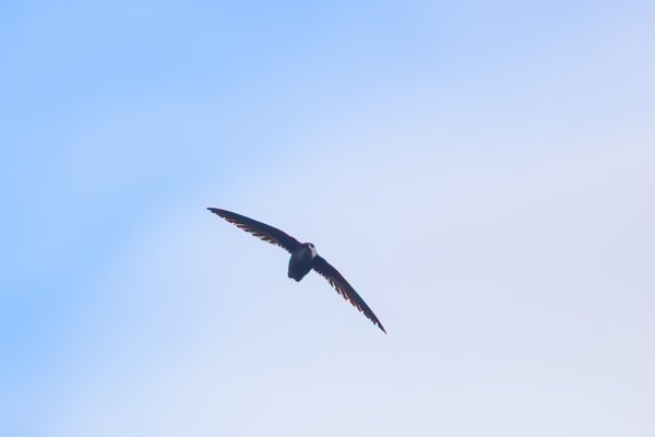 Chimney Swift
