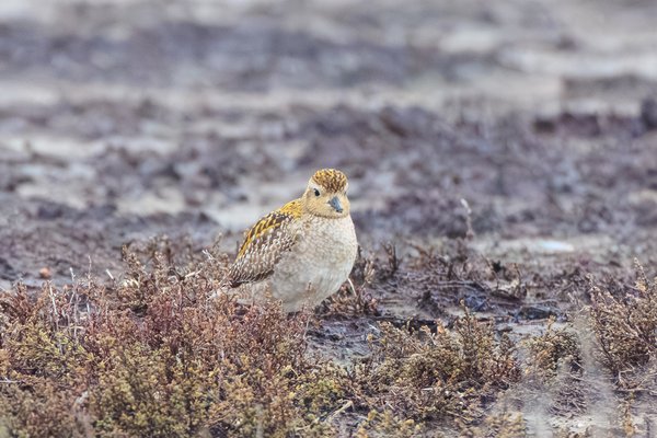 Pacific Golden-Plover