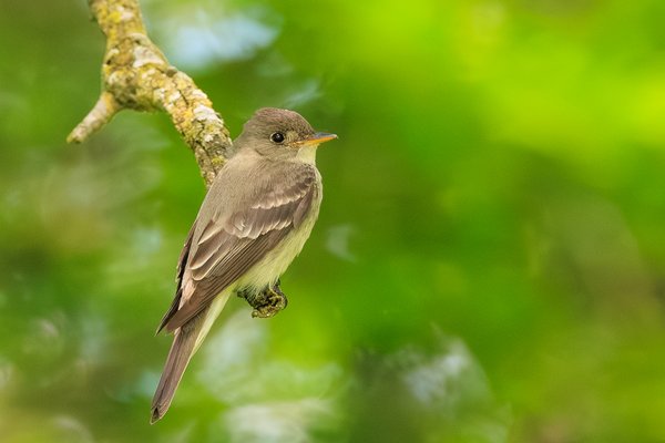 Yellow-bellied Flycatcher