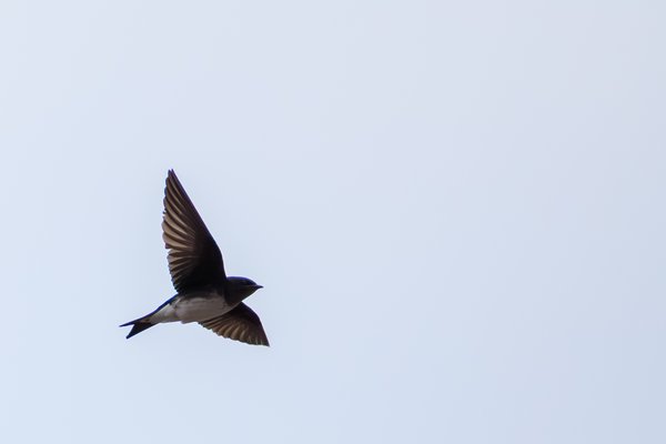 Gray-breasted Martin