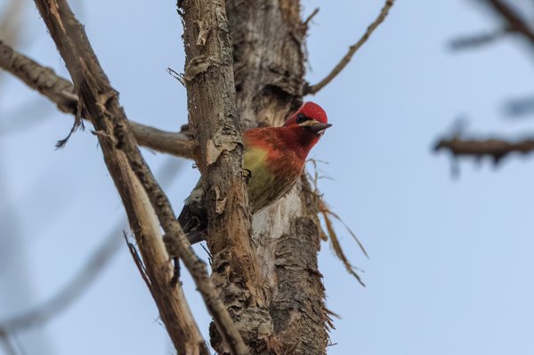 Red-breasted Sapsucker