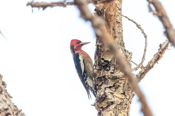 Red-breasted Sapsucker