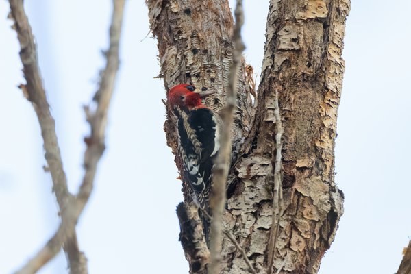 Red-breasted Sapsucker