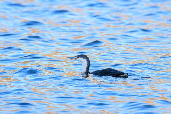 Red-throated Loon