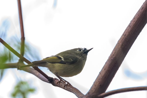Ruby-crowned Kinglet