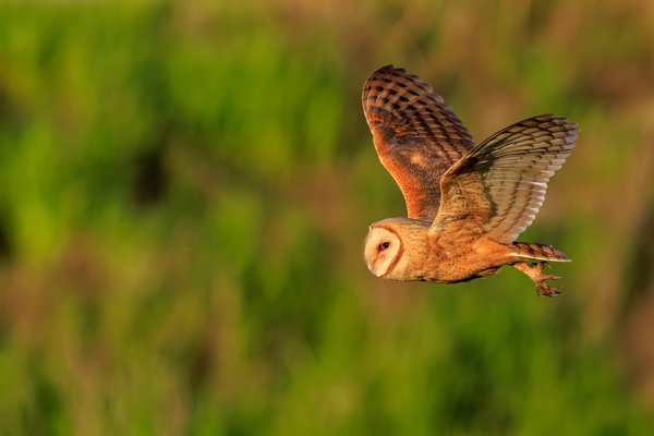 American Barn Owl