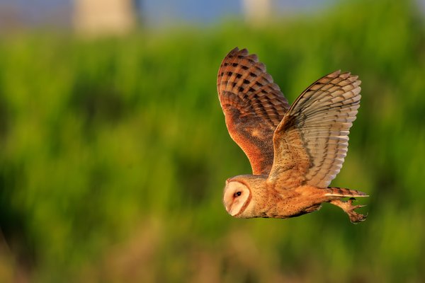 American Barn Owl