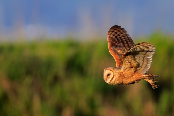 American Barn Owl