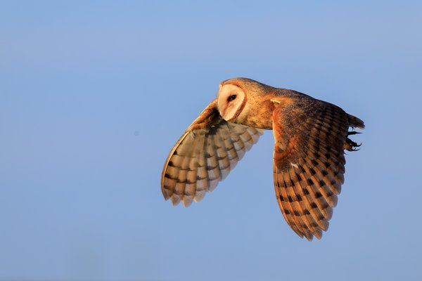 American Barn Owl