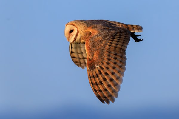 American Barn Owl