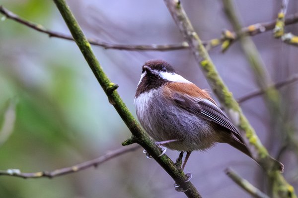 Chestnut-backed Chickadee