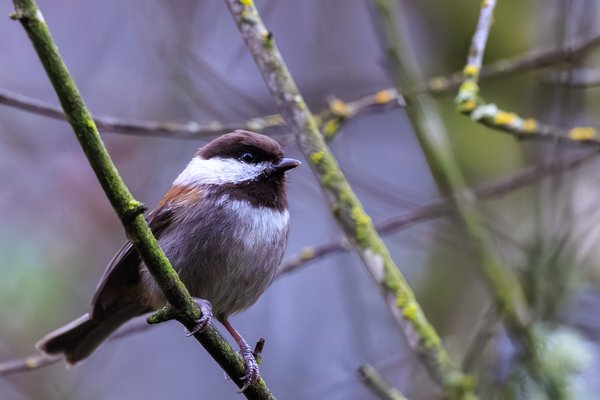 Chestnut-backed Chickadee