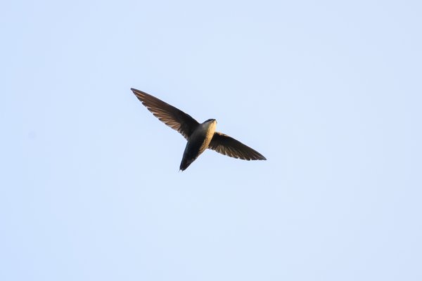 Chimney Swift