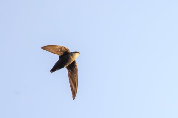 Chimney Swift