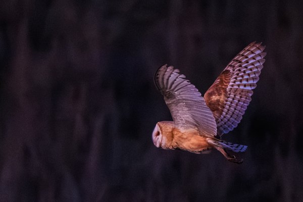 American Barn Owl