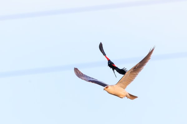 White-tailed Kite