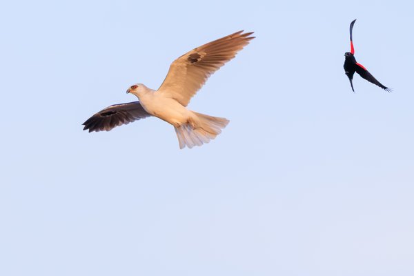 White-tailed Kite