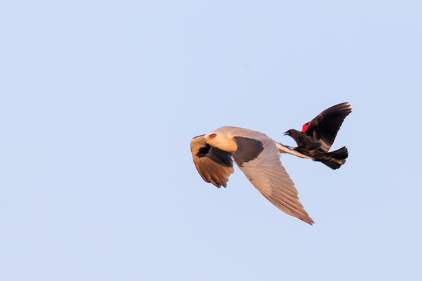White-tailed Kite
