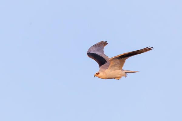 White-tailed Kite