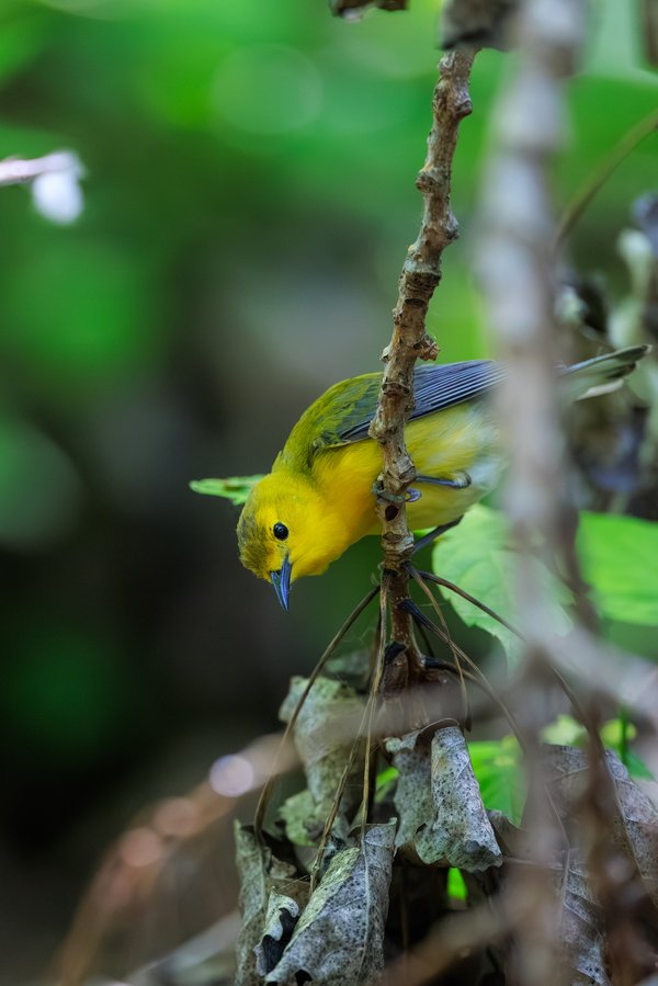 Prothonotary Warbler