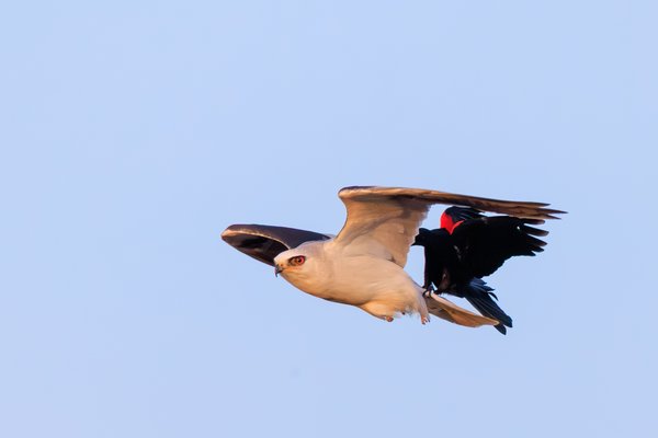 White-tailed Kite