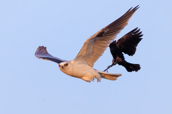 White-tailed Kite
