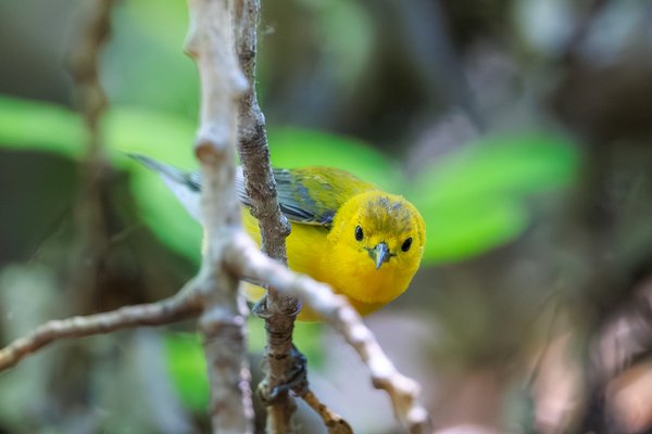 Prothonotary Warbler