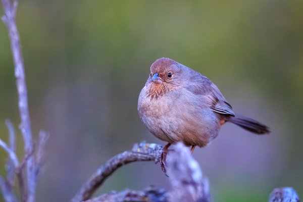 California Towhee