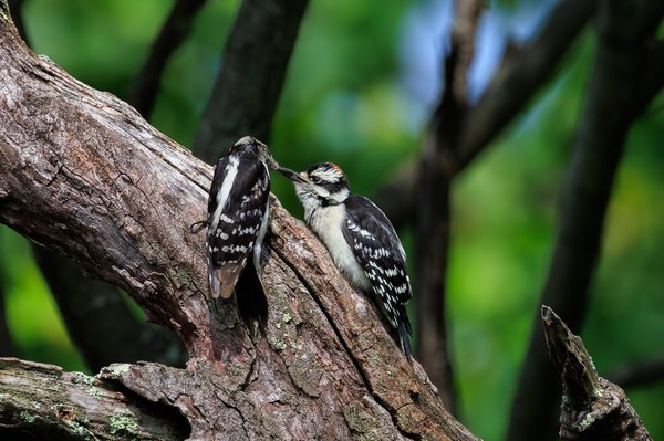 Downy Woodpecker