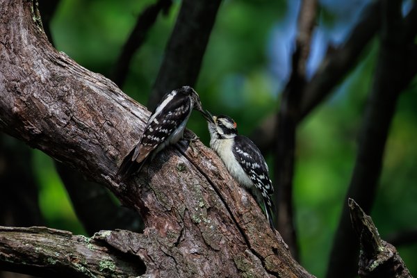 Downy Woodpecker