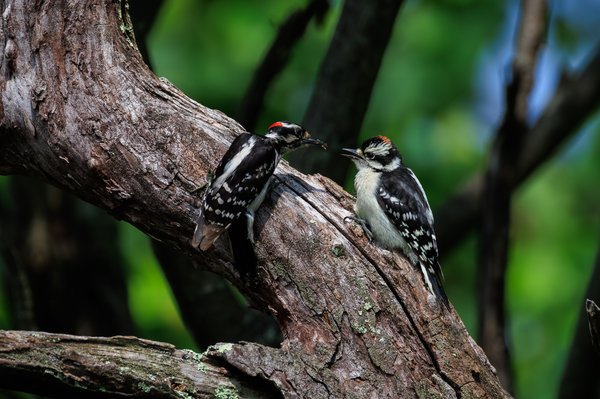 Downy Woodpecker