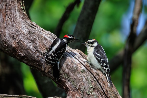 Downy Woodpecker