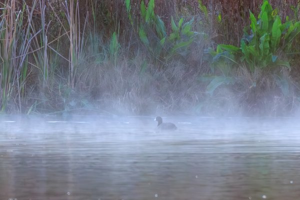 American Coot