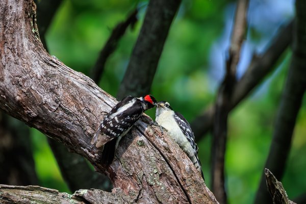 Downy Woodpecker