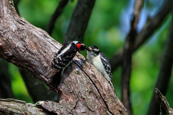 Downy Woodpecker