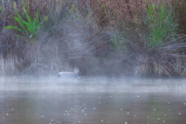 Gadwall