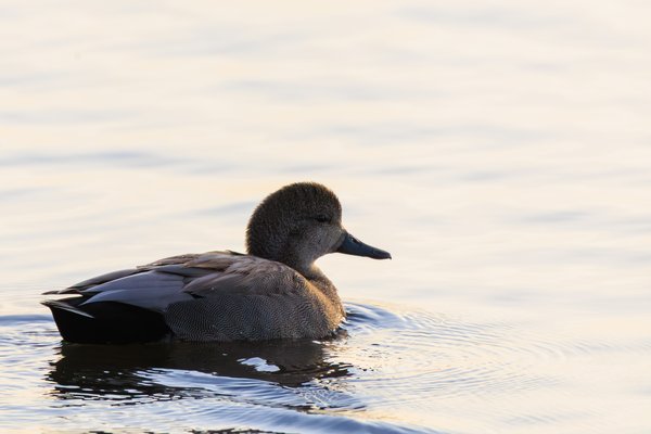 Gadwall