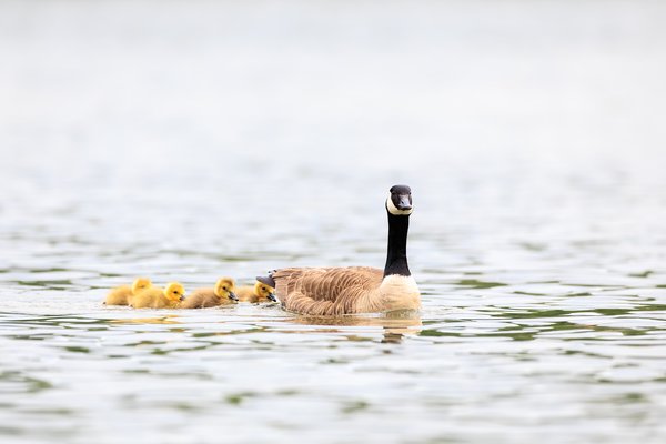 Canada Goose