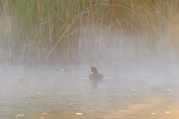 American Coot