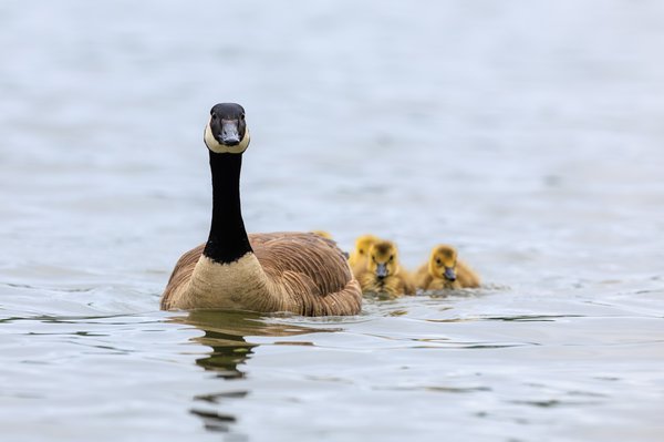Canada Goose