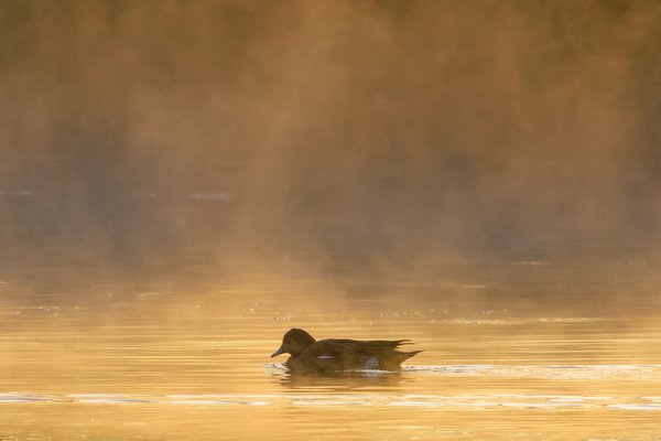 American Wigeon